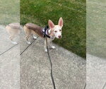 Small Photo #11 Siberian Husky-Unknown Mix Puppy For Sale in Germantown, OH, USA
