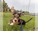 Small #1 Jack Russell Terrier