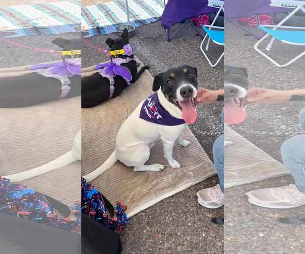 Medium Photo #4 German Shorthaired Pointer-Unknown Mix Puppy For Sale in Chandler, AZ, USA