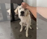 Small #5 Great Pyrenees