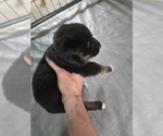 Puppy Puppy 2 German Shepherd Dog