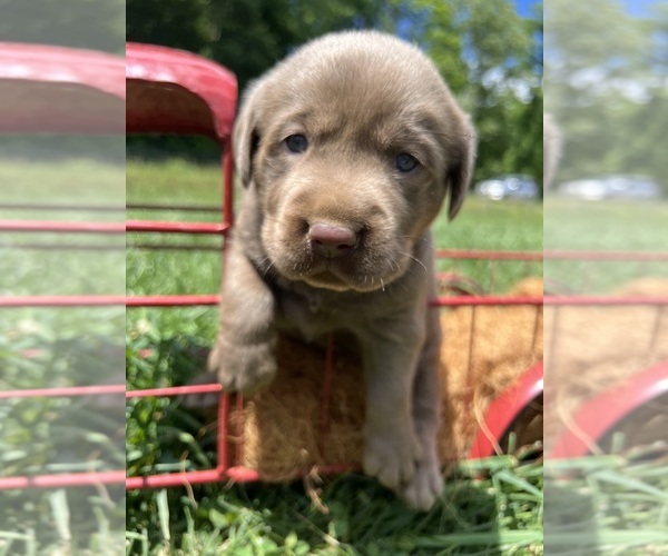 Medium Photo #5 Labrador Retriever Puppy For Sale in NEOLA, WV, USA