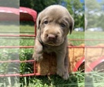 Small #4 Labrador Retriever