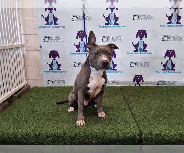 Medium Photo #1 Mutt Puppy For Sale in Orlando, FL, USA