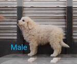 Small Photo #9 Great Pyrenees Puppy For Sale in PERALTA, NM, USA