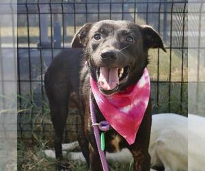 Mutt Dogs for adoption in San Antonio, TX, USA
