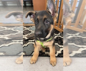 German Shepherd Dog Puppy for sale in SHIRLEY, NY, USA