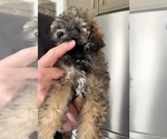 Small #4 Poodle (Toy)-ShihPoo Mix