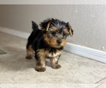 Small #5 Yorkshire Terrier
