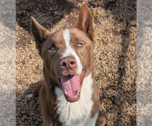 Medium Photo #1 Akita-Siberian Husky Mix Puppy For Sale in Anniston, AL, USA
