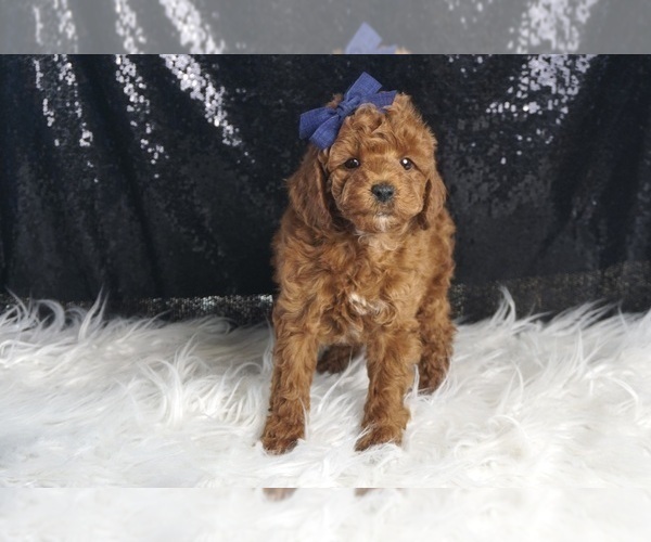 Medium Photo #4 Poodle (Toy) Puppy For Sale in WARSAW, IN, USA