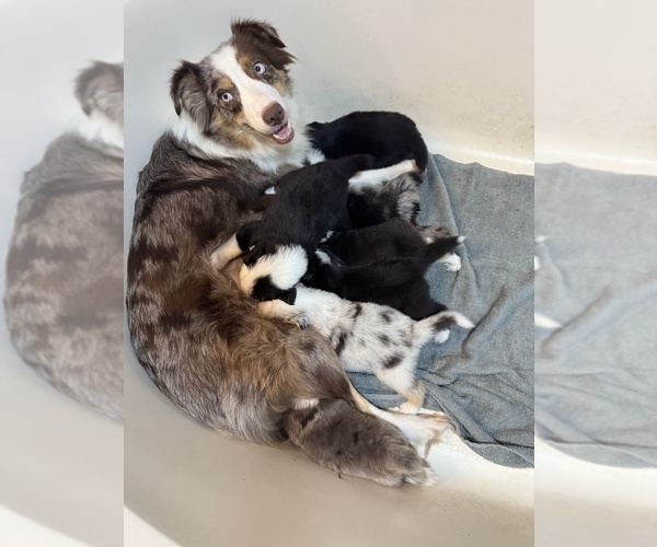 Medium Photo #1 Australian Shepherd Puppy For Sale in ORLANDO, FL, USA