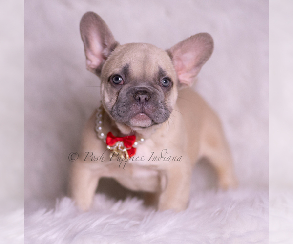 Medium Photo #1 French Bulldog Puppy For Sale in WARSAW, IN, USA