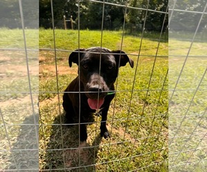 Mutt Dogs for adoption in Holly Springs, NC, USA