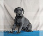 Small #2 Great Dane