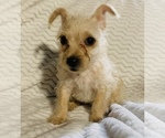 Small Photo #7 Chorkie Puppy For Sale in LA SIERRA, CA, USA
