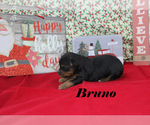 Small #3 Yorkshire Terrier