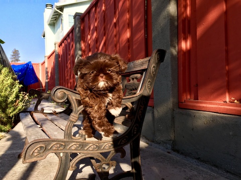 Medium Photo #46 Shih Tzu Puppy For Sale in HAYWARD, CA, USA
