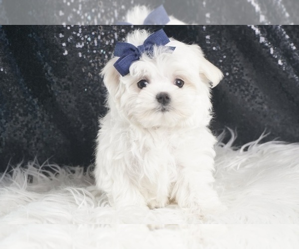 Medium Photo #4 Maltese Puppy For Sale in WARSAW, IN, USA