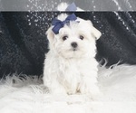 Small Photo #34 Maltese Puppy For Sale in WARSAW, IN, USA