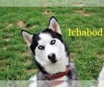 Small Photo #1 Siberian Husky Puppy For Sale in WAVERLY, OH, USA