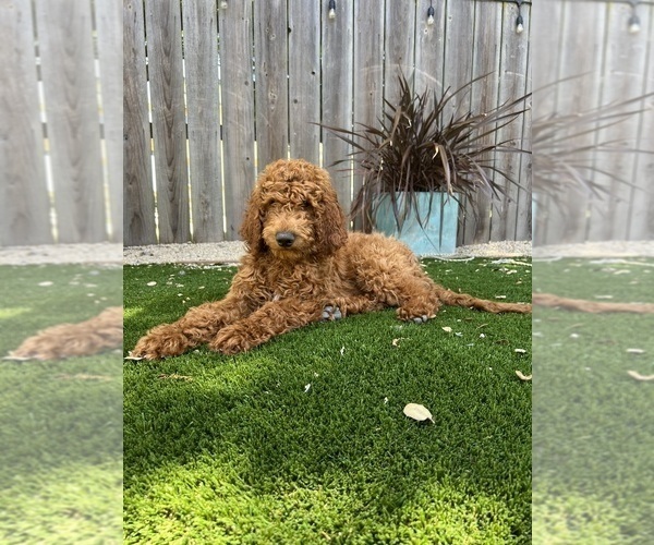Medium Photo #8 Goldendoodle Puppy For Sale in SAN DIEGO, CA, USA