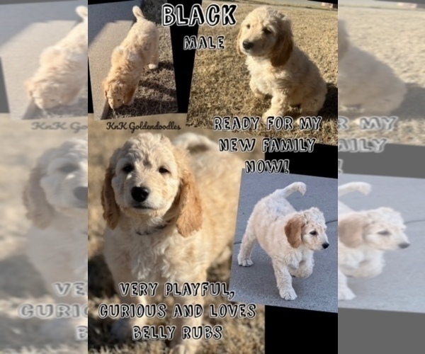 Medium Photo #2 Goldendoodle Puppy For Sale in BURLESON, TX, USA
