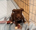 Small Photo #2 Vizsla Puppy For Sale in Menifee, CA, USA