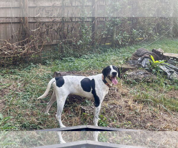 Medium Photo #2 Mutt Puppy For Sale in Westwood, NJ, USA