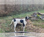 Small #1 Mutt