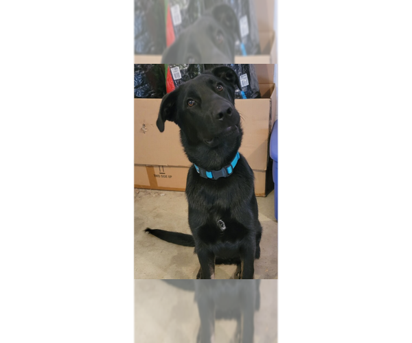 Medium Photo #5 German Shepherd Dog-Rhodesian Ridgeback Mix Puppy For Sale in Aurora, IN, USA