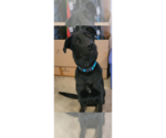 Small #4 German Shepherd Dog-Rhodesian Ridgeback Mix