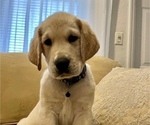 Small Photo #4 Golden Labrador Puppy For Sale in MIAMI, FL, USA