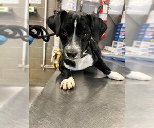 Chihuahua Dogs for adoption in Downey, CA, USA
