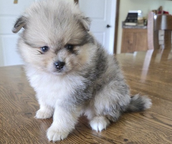 Medium Photo #1 Pomeranian Puppy For Sale in ORRVILLE, OH, USA