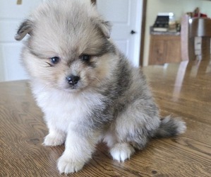Pomeranian Puppy for sale in ORRVILLE, OH, USA