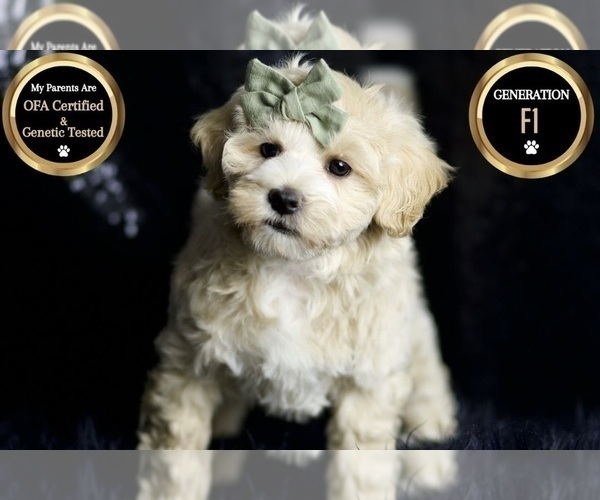 Medium Photo #7 Maltipoo (Miniature) Puppy For Sale in WARSAW, IN, USA