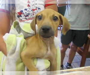 Black Mouth Cur Dogs for adoption in Ocala, FL, USA