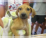 Small Black Mouth Cur