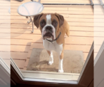 Small #1 Boxer