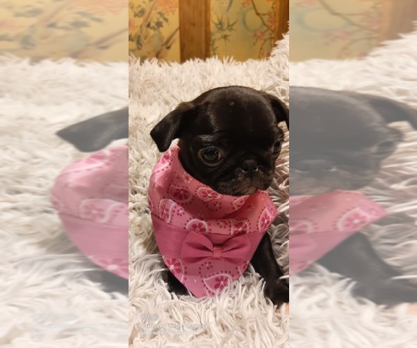 Medium Photo #8 Pug Puppy For Sale in WHITTIER, NC, USA