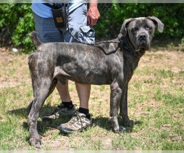 Medium Photo #8 Mastiff Puppy For Sale in Glen Allen, VA, USA
