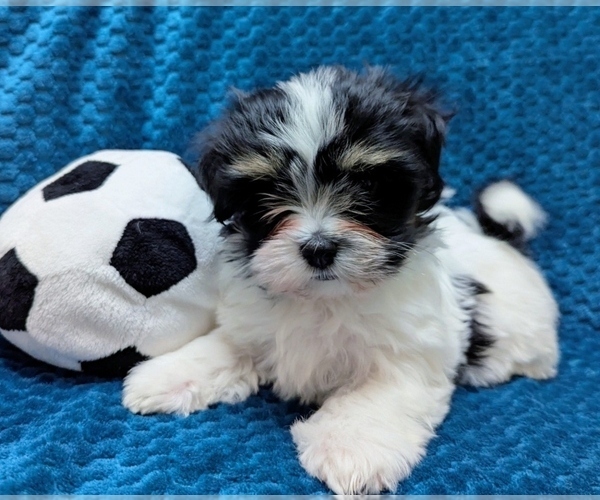 Medium Photo #1 Havanese Puppy For Sale in POST FALLS, ID, USA