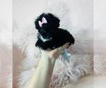 Small #34 Poodle (Toy)