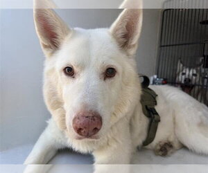 Siberian Husky-Unknown Mix Dogs for adoption in Houston, TX, USA