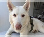 TURBO - Male Siberian Husky-Unknown Mix Dog for Adoption - Small photo
