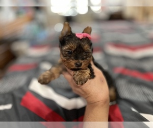 Yorkshire Terrier Puppy for sale in AUBURN, WA, USA