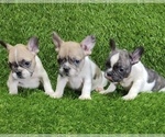 Small Photo #7 French Bulldog Puppy For Sale in BIRMINGHAM, MI, USA