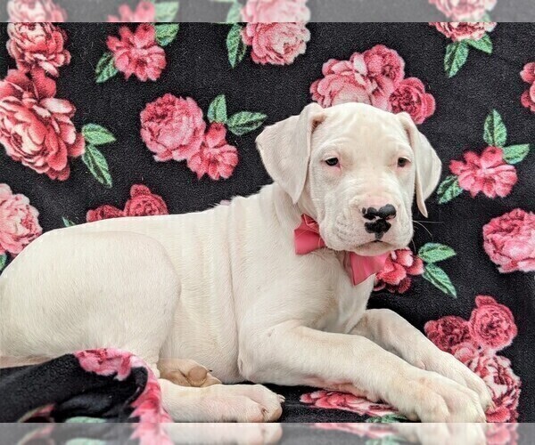 Medium Photo #5 Dogo Argentino Puppy For Sale in QUARRYVILLE, PA, USA