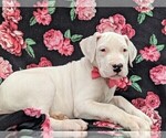 Small Photo #5 Dogo Argentino Puppy For Sale in QUARRYVILLE, PA, USA